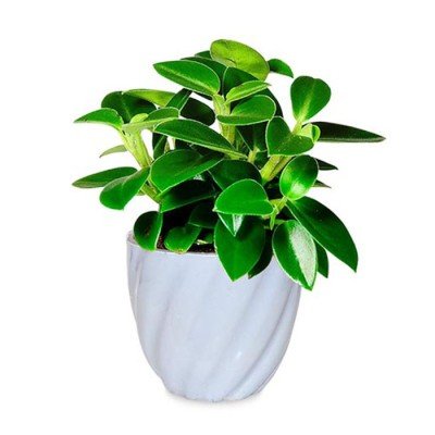 Peperomia Green in Light Blue Twisted Grace Ceramic Pot